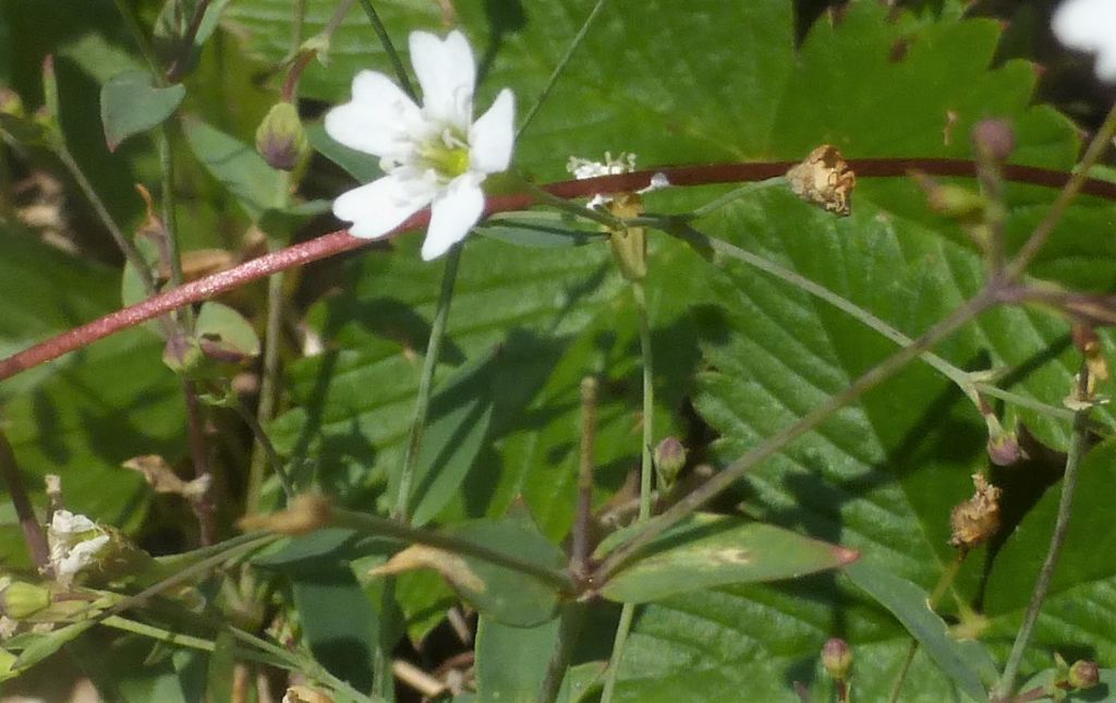 Caryophyllaceae - Silene rupestris (=Atocion rupestre)